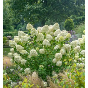 Zwerg-Hortensie Limetta (Hydrangea arborescens) mit grün-weißen Blüten im Garten.