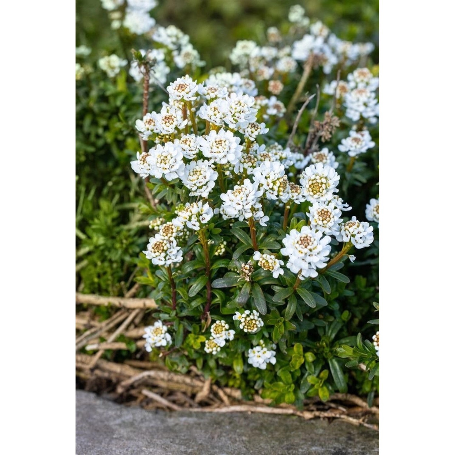 Iberis Sempervirens Zwergschneeflocke Schleifenblume Weiß Ca. 9x9 cm Topf günstig online kaufen