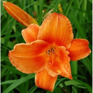 Taglilie Mauna Loa - Hemerocallis cultorum