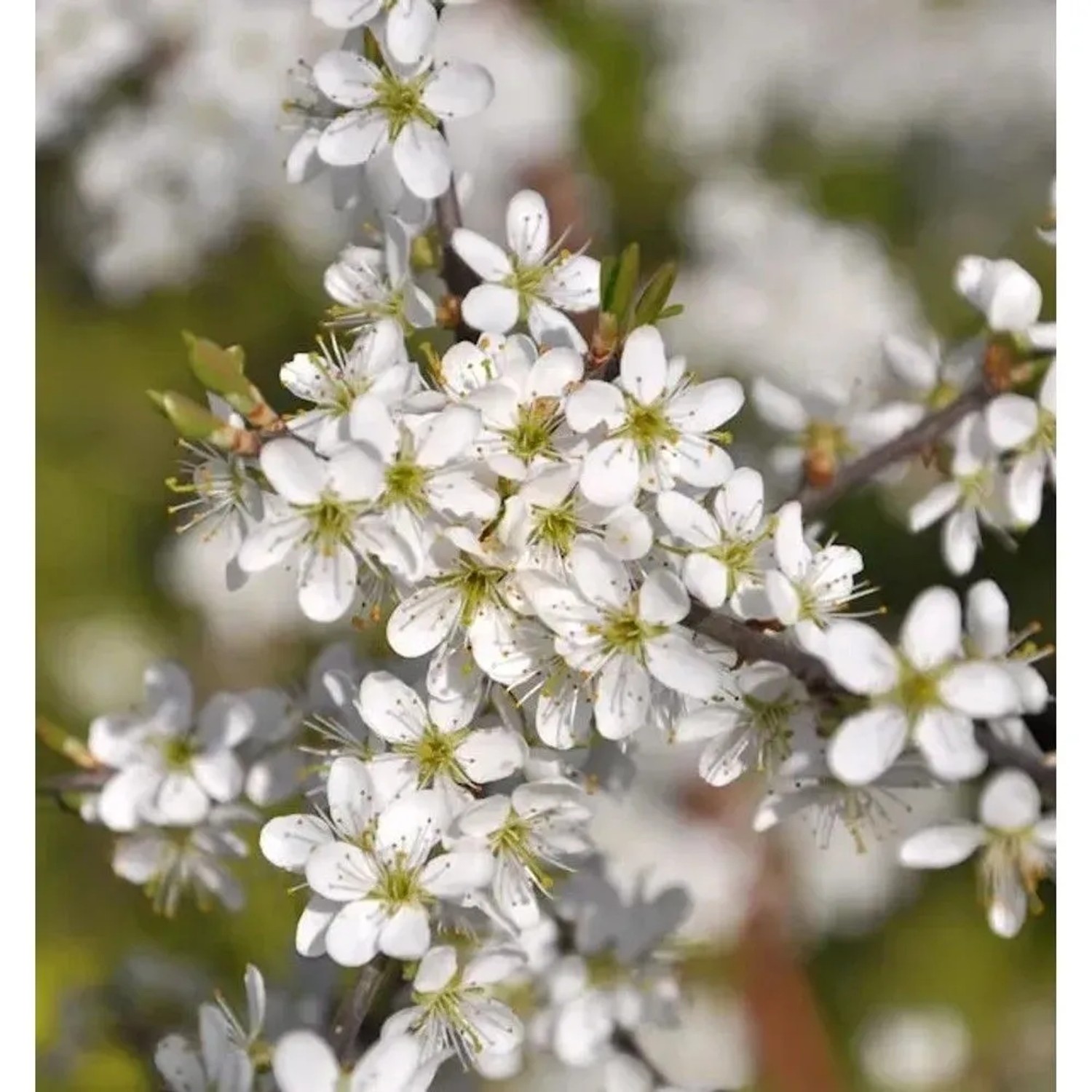 Schwarzdorn 125-150cm - Prunus spinosa