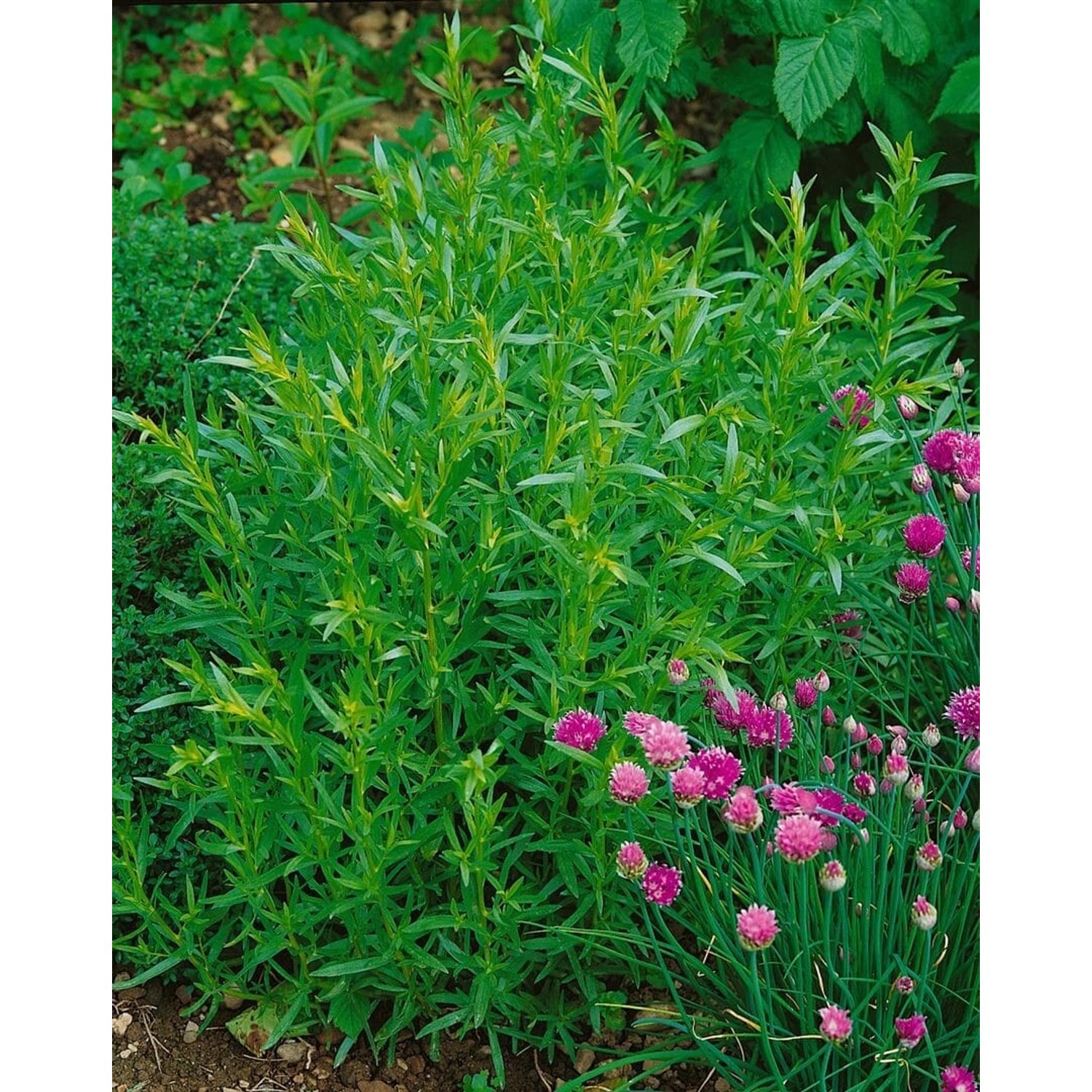 Artemisia Dracunculus French Tarragon Estragon Ca. 9x9 cm Topf günstig online kaufen