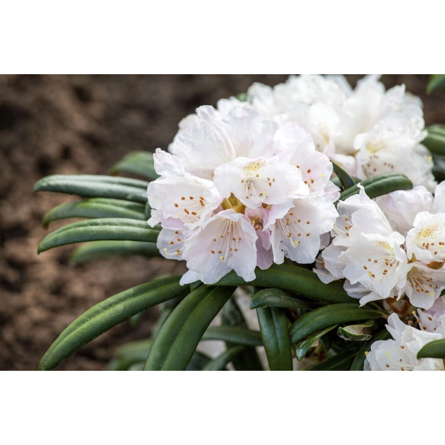 Rhododendron Yakushimanum Makiyak 60 cm Stammhöhe Immergrün günstig online kaufen
