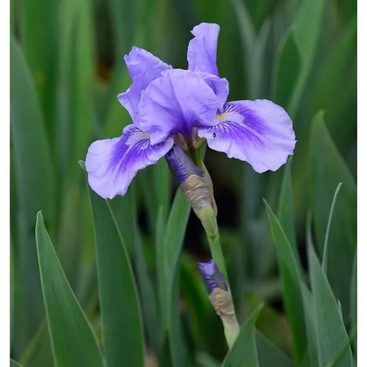Mittelhohe Schwertlilie Bedtime Story - Iris barbata