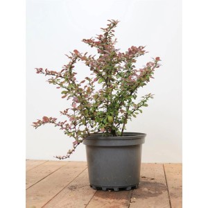 Blutberberitze 'Atropurpurea Nana' im Topf, purpurrote Blätter, Zierstrauch für Garten und Kübel.