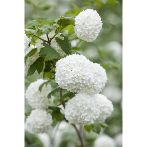 Schneeball Viburnum Opulus Roseum mit weißen Blütenbällen an einem Strauch.