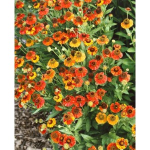 Sonnenbraut 'Red Army' im Topf: Leuchtend rote Blüten der Helenium X Cult. Sorte im Garten.