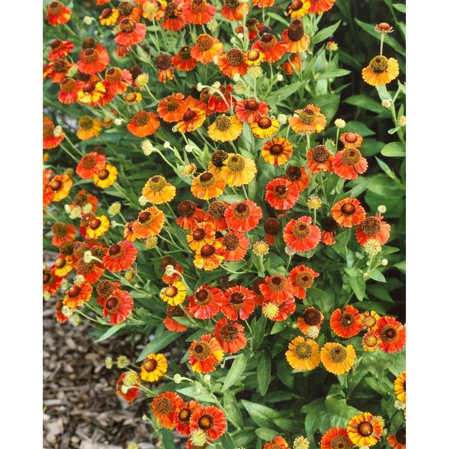 Helenium X Cult. Red Army Sonnenbraut Ca. 11x11 cm Topf günstig online kaufen