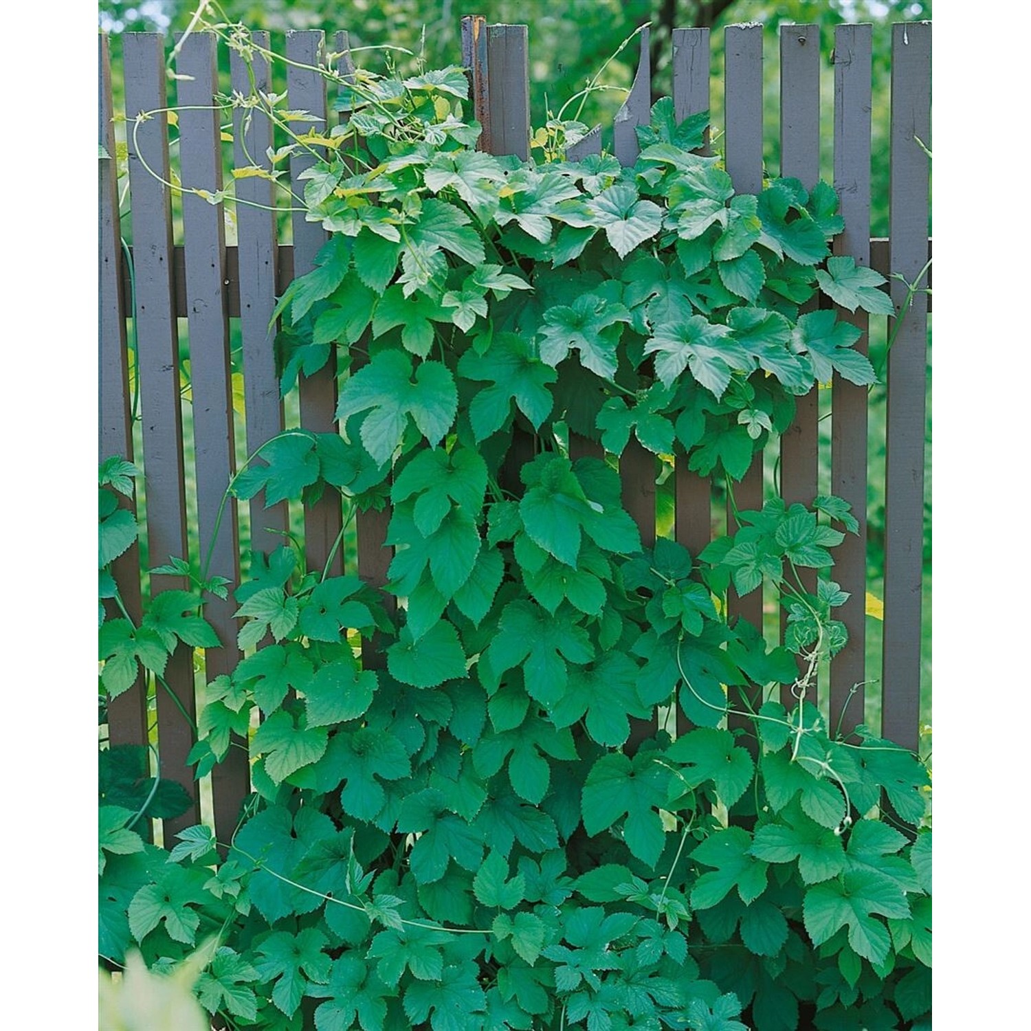 Humulus Lupulus Pure Hopfen 40–60 cm günstig online kaufen