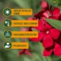 Nahaufnahme des roten Sunny-Tree Oleanders: Blühende Kübelpflanze mit Hinweisen zu Standort, Sommer und Pflege.
