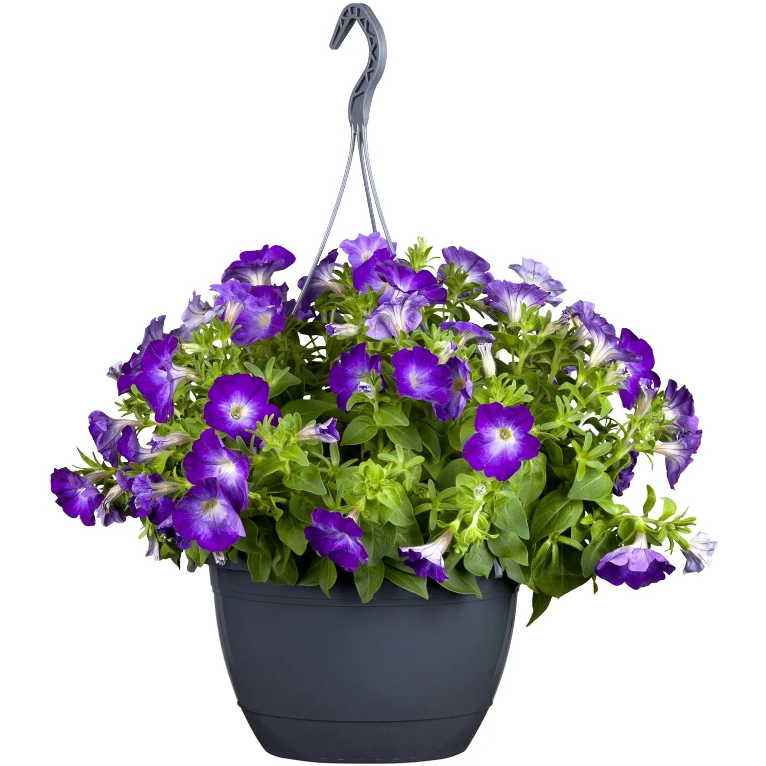OBI Ampelpflanze Petunie Hängend Topf 25 cm