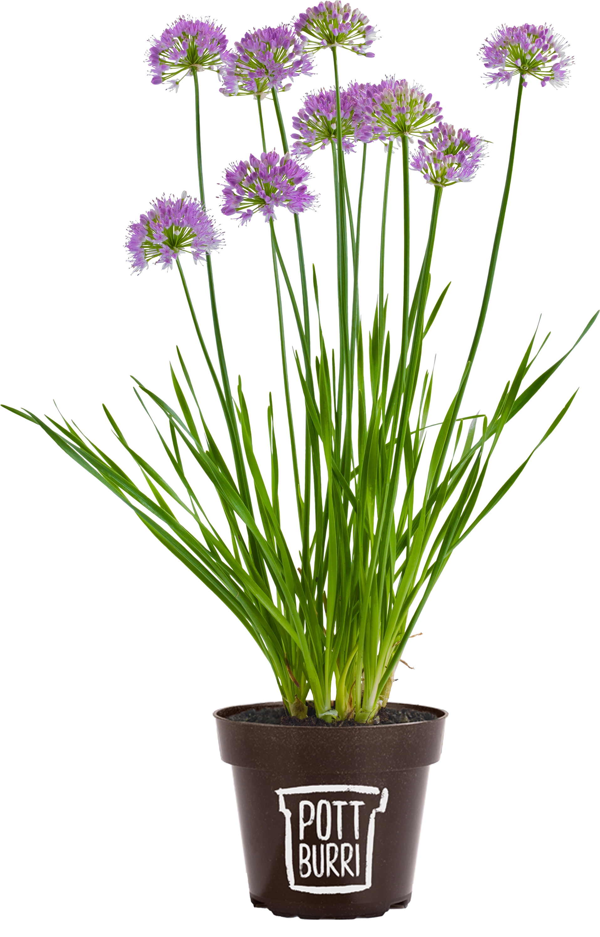 6er Set Pottburri Allium Violett Topf-Ø ca. 12 cm Allium kaufen bei OBI | Kunstblumen