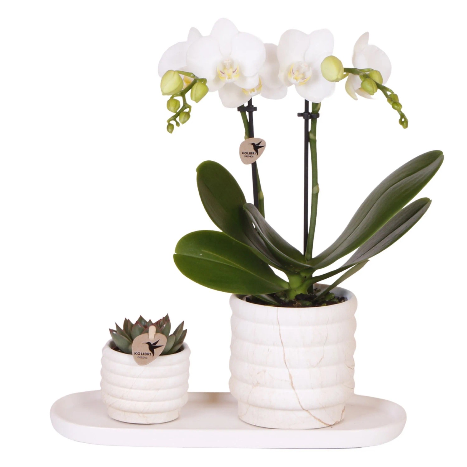 Plant In A Box Schmetterlingsorchidee X2 Inkl. Dekorativer Korb Phalaenopsis Höhe 30cm Ø9 Weiß
