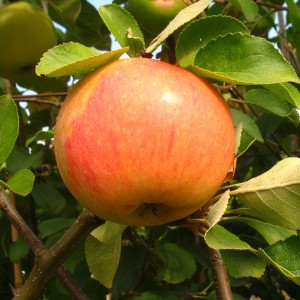 Apfel James Grieve am Baum, rot-gelb gestreift, saftig.