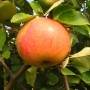 Apfel James Grieve am Baum, rot-gelb gestreift, saftig.