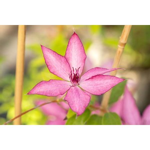 Nahaufnahme einer rosa-lila Clematis Hybride Giselle Waldrebe mit fünf Blütenblättern.