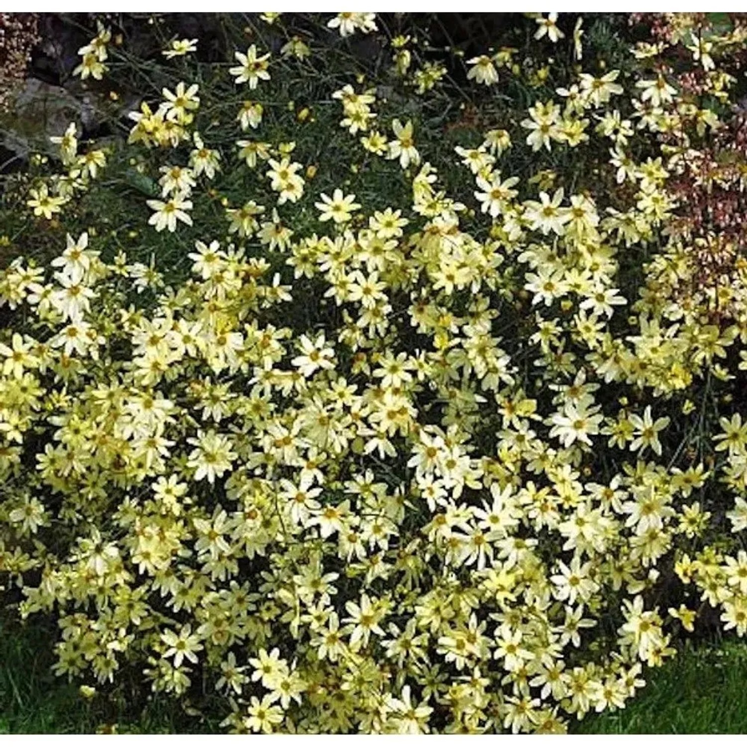 Mädchenauge Moonbeam - Coreopsis verticillata