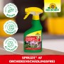 Neudorff Spruzit AF Orchideen Schädlingsfrei 250ml, Pflanzenspray gegen Spinnmilben und Schädlinge.