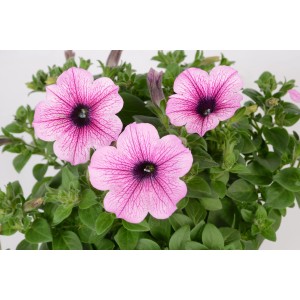 10er-Set Petunien (Petunia grandiflora) mit rosa Blüten und grünen Blättern.