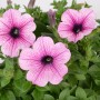 10er-Set Petunien (Petunia grandiflora) mit rosa Blüten und grünen Blättern.