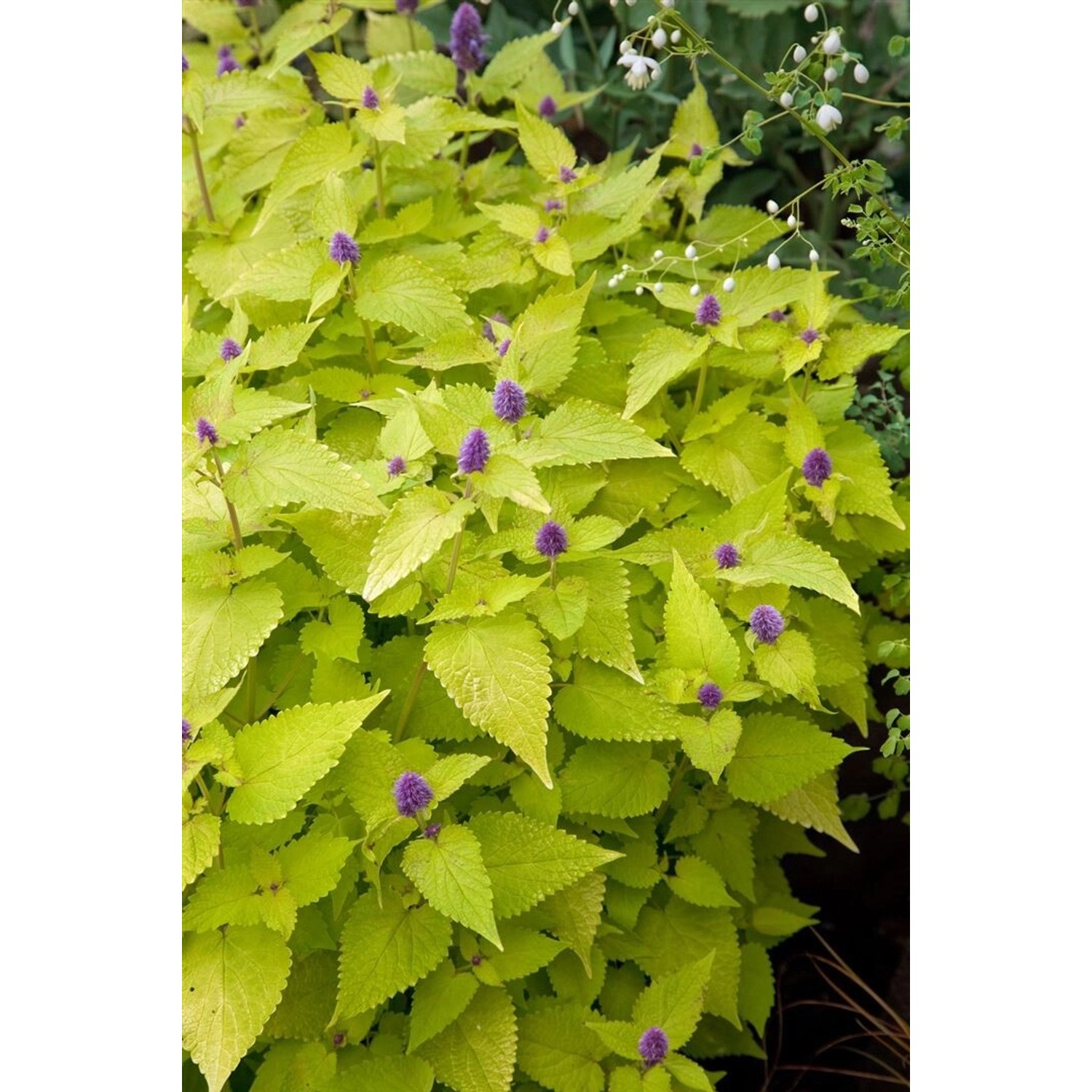 Agastache Rugosa Goldaniskraut Ca. 9x9 cm Topf günstig online kaufen