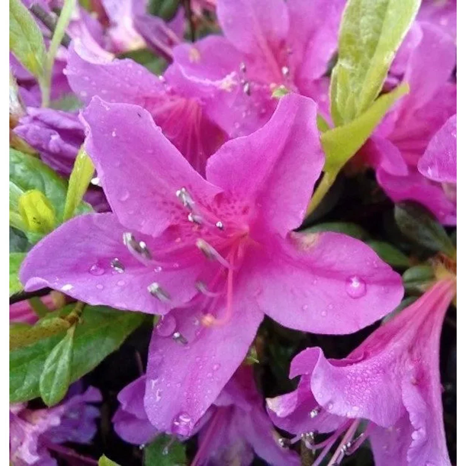 Kriechende Immergrüne Zwerg Azalee Kakadu 40-50cm - Rhododendron nakaharai