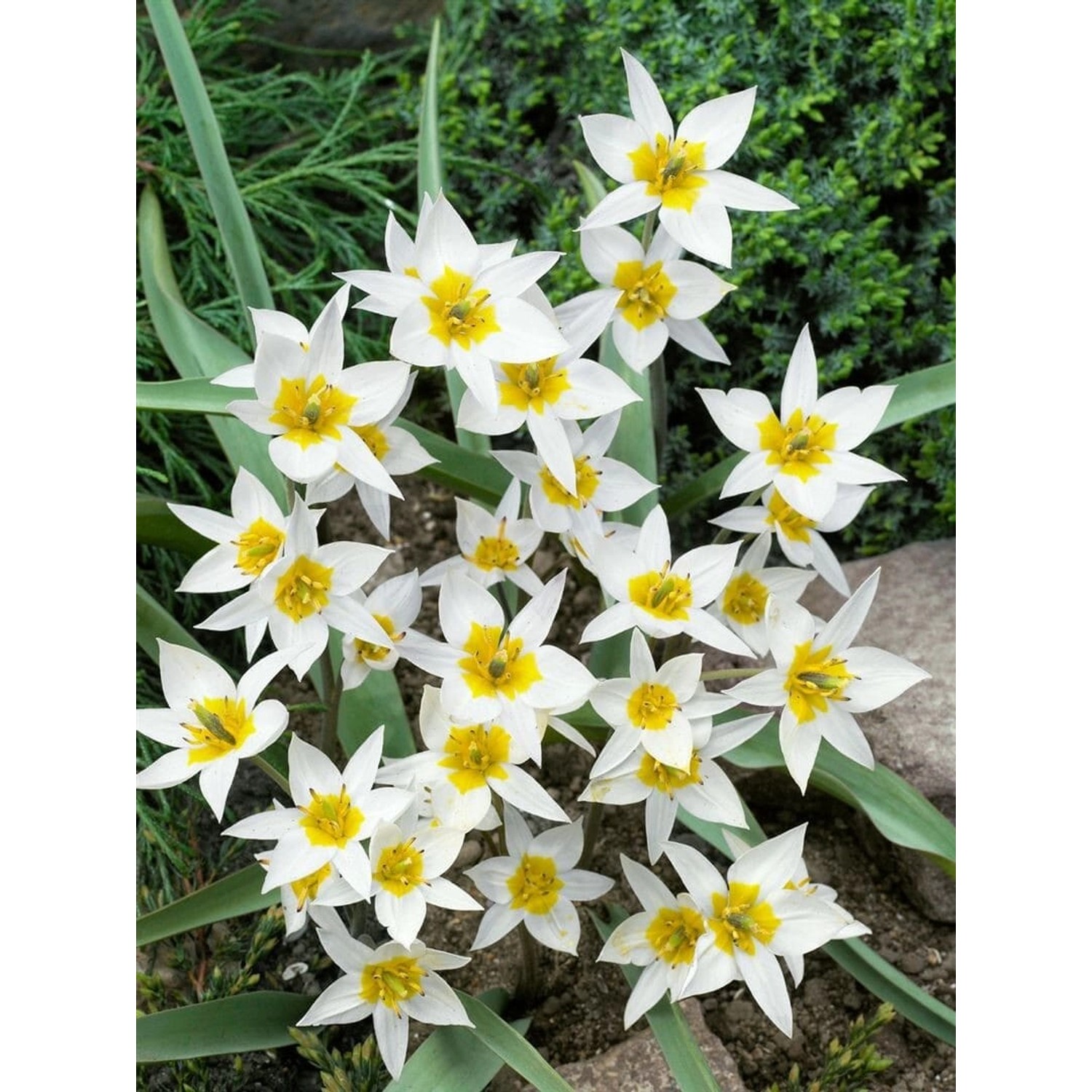 Tulipa Turkestanica Wildtulpe Ca. 9x9 cm Topf günstig online kaufen