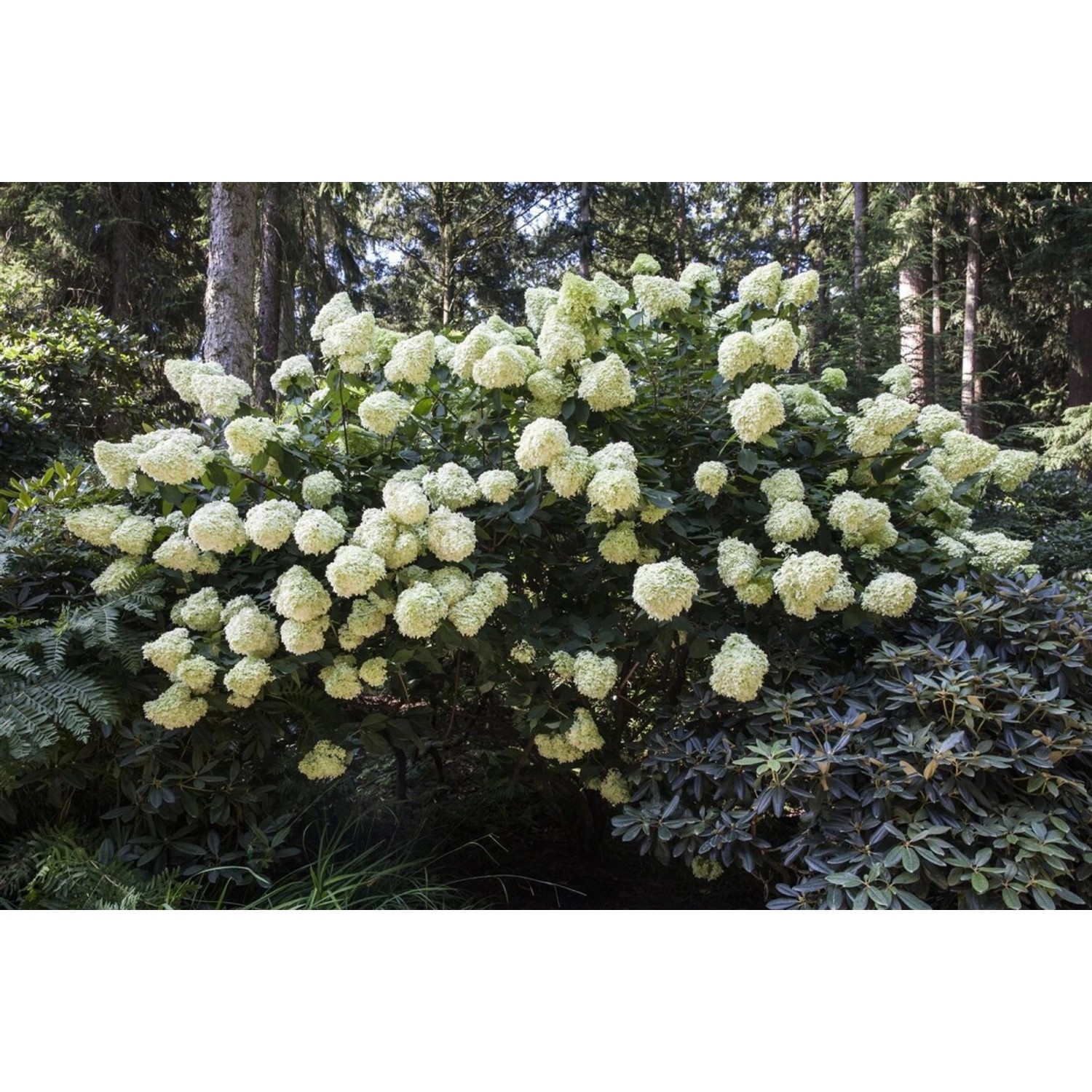 Hydrangea Paniculata Rispenhortensie Phantom 80 cm Stammhöhe günstig online kaufen
