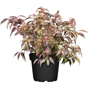 OBI Traubenheide Rainbow im Topf: Immergrüner Strauch mit grün-weiß-rotem Laub.