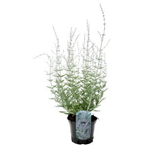 Blauraute 'Prime Time' im Topf, ca. 20-30 cm hoch. Insektenfreundlicher Strauch für sonnige Standorte.