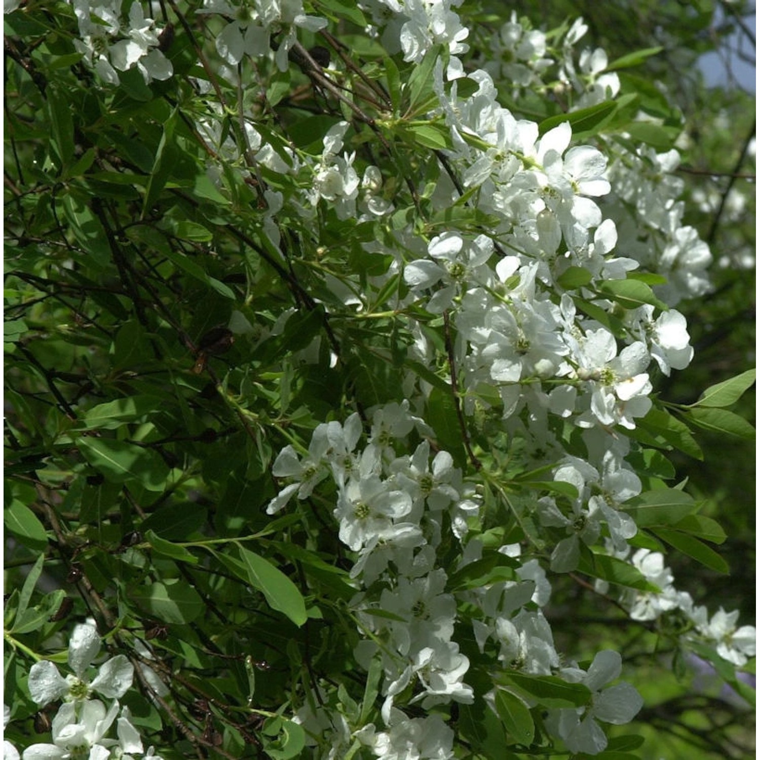 Prunkspiere Niagara 60-80cm - Exochorda racemosa günstig online kaufen