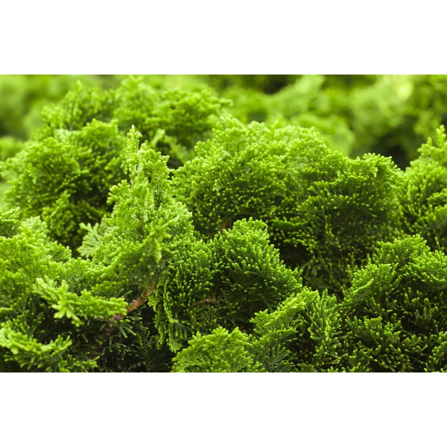 Kompakte, grüne Muschelzypresse (Chamaecyparis obtusa Nana Gracilis) im Detail.