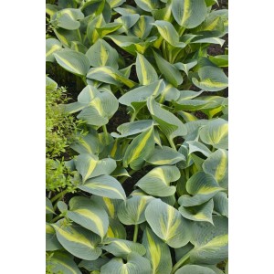 Nahaufnahme der Hosta Catherine Staude mit blaugrünen Blättern und gelben Rändern.