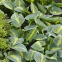 Nahaufnahme der Hosta Catherine Staude mit blaugrünen Blättern und gelben Rändern.