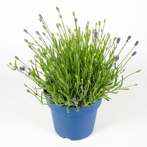 Lavendel Essence, 30 cm, im blauen Topf. Duftende Outdoor-Pflanze für Garten und Balkon.
