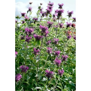 Blühende Wilde Bergamotte 'Beauty of Cobham' (Monarda fistulosa) im 11x11 cm Topf.