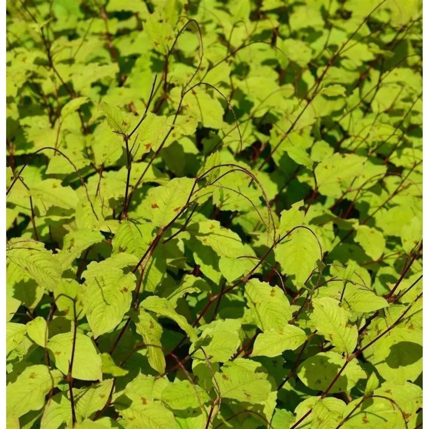 Perlenschnur Knöterich - Persicaria filiformis