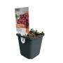Kaukasus-Fetthenne 'Fuldaglut' im 9 cm Topf, rote Blüten, Sedum für Beet und Steingarten.