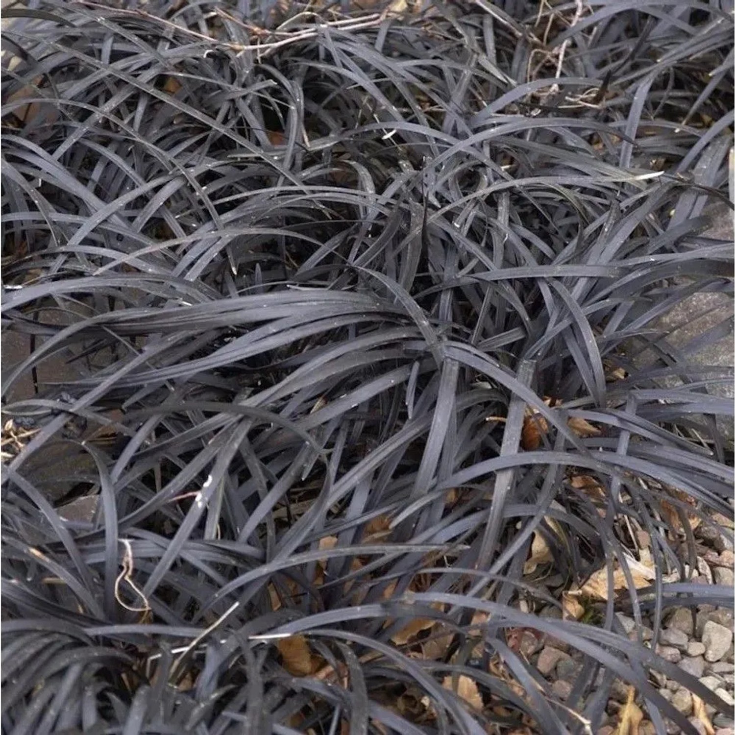 Dunkelblättriger Schlangenbart Black Dragon - Ophiopogon planiscapus