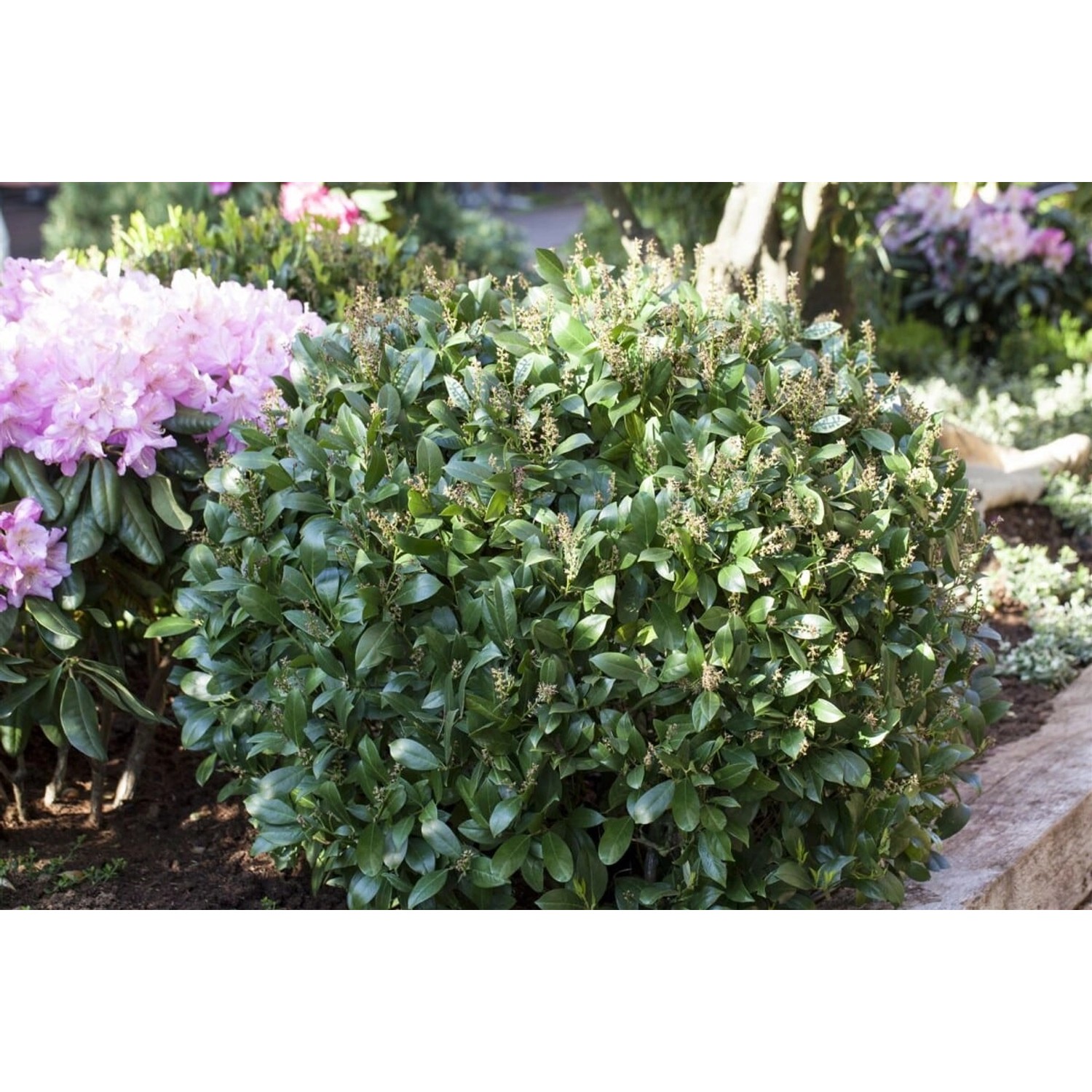 Prunus laurocerasus 'Mano' 80-100 cm günstig online kaufen