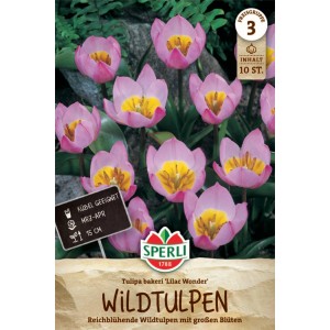 Sperli Wildtulpe Lilac Wonder, lilafarbene Blüten mit gelber Mitte, geeignet für Kübel.