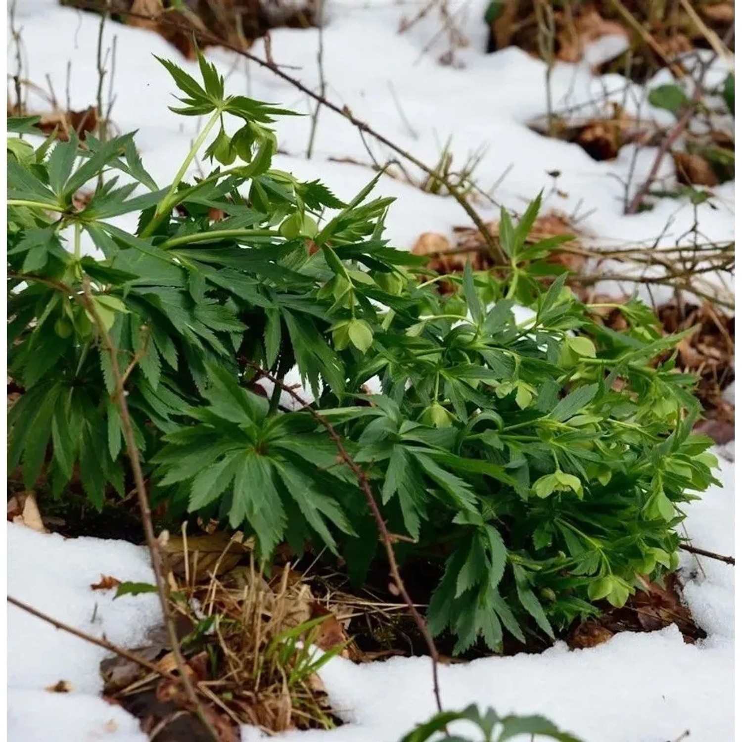 Vielblütiger Nieswurz - Helleborus multifidus