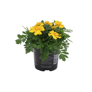 Studentenblume Gelb im Topf (ca. 14 cm Ø). Tagetes für Balkon und Garten.