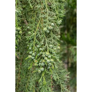 Detailaufnahme der Chamaecyparis lawsoniana 'Intertexta' Heckenpflanze mit Zapfen.