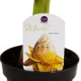 Winterharte Zierbanane Musella Lasiocarpa im 12cm Topf mit gelbem Blütenstand.