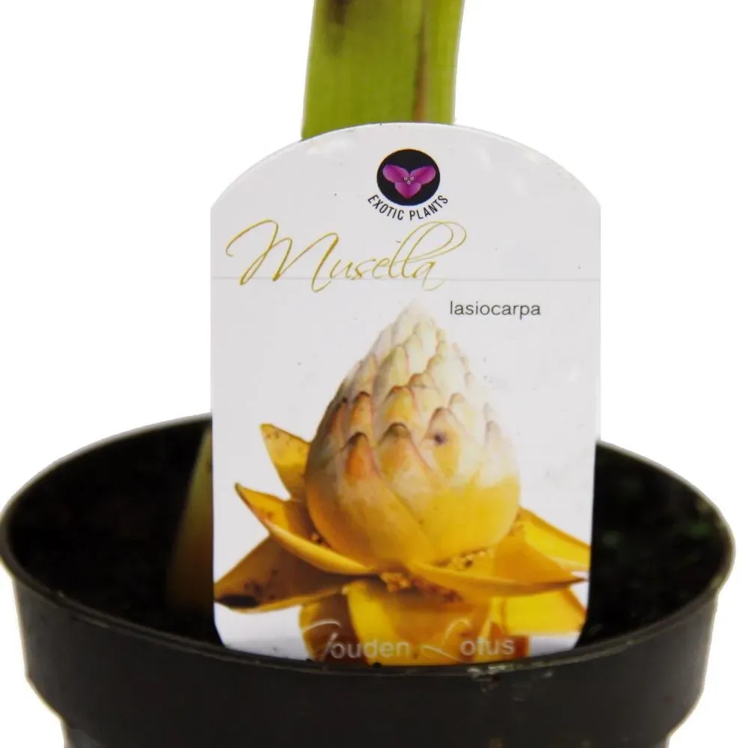 Winterharte Zierbanane Musella Lasiocarpa im 12cm Topf mit gelbem Blütenstand.