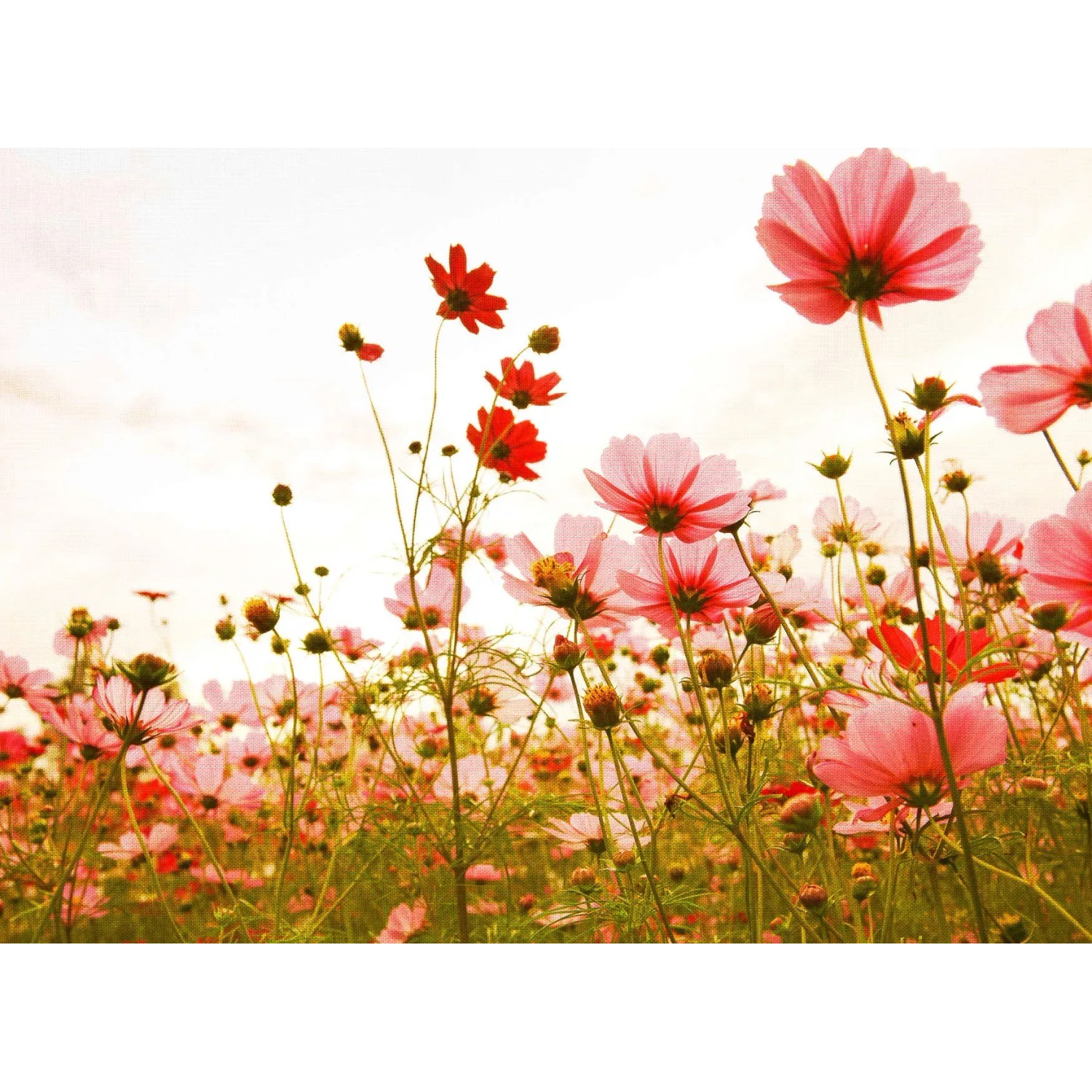 living walls Fototapete Designwalls Flower Meadow 1, glatt, (5 St)