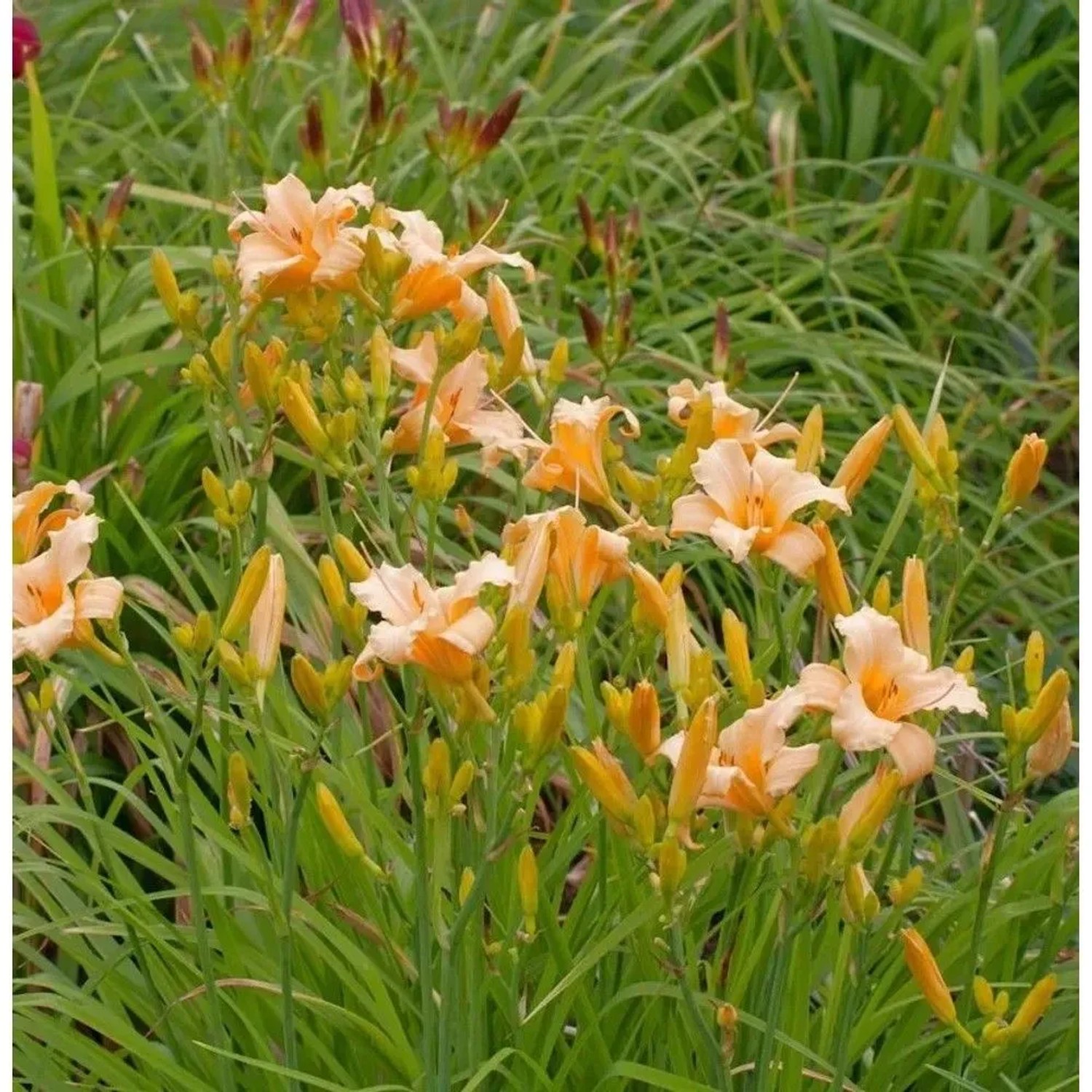Taglilie Little Bumble Bee - Hemerocallis cultorum