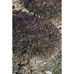 Grasnelke 'Vesuv' im 9x9 cm Topf: Kompakte Staude mit dunklem Laub, ideal für Steingärten.