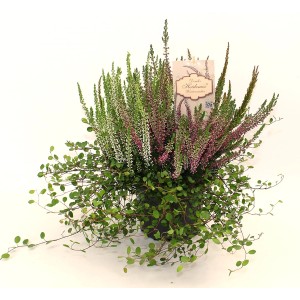 Beetpflanzen-Mix im Topf mit Besenheide und Drahtsträuchern, ca. 10,5 cm Ø.