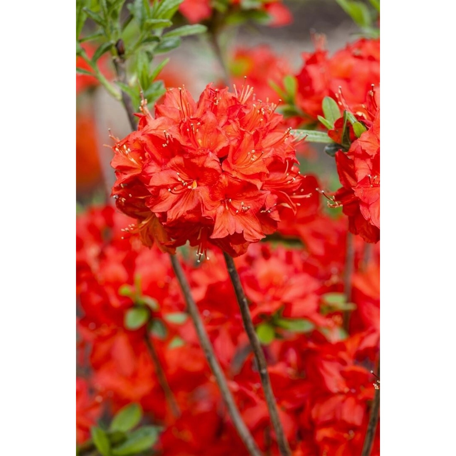 Rhododendron Luteum Nabucco Leuchtend Rot 50–60 cm günstig online kaufen